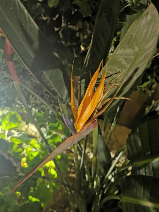 Gartenanlage Cactus Royal