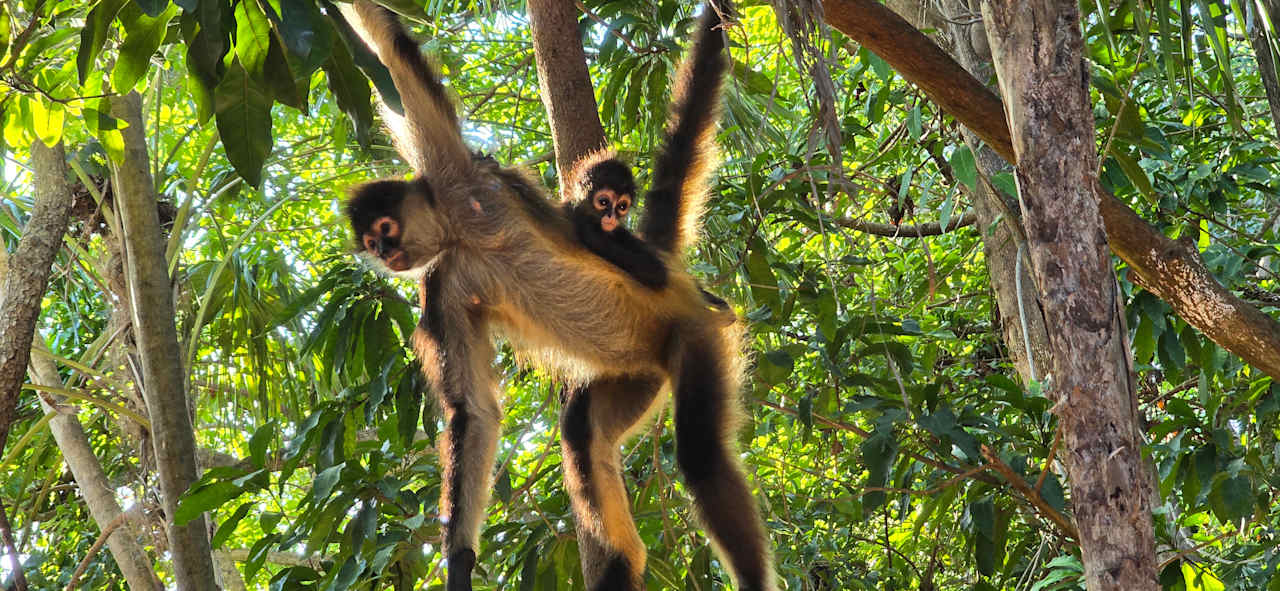 Gartenanlage Catalonia Playa Maroma