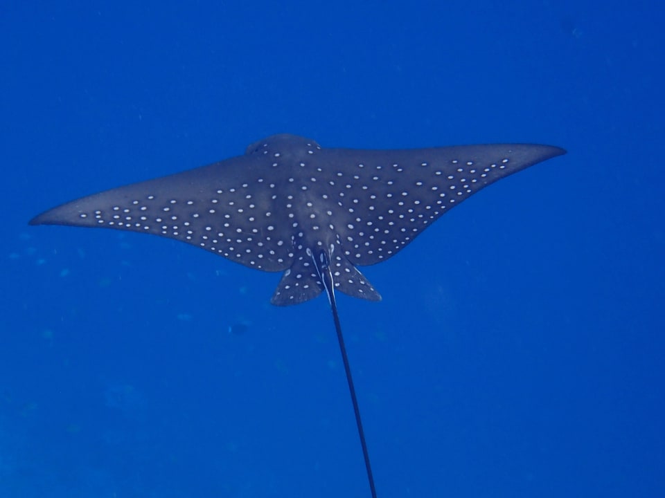 Adlerrochen Eri Maldives