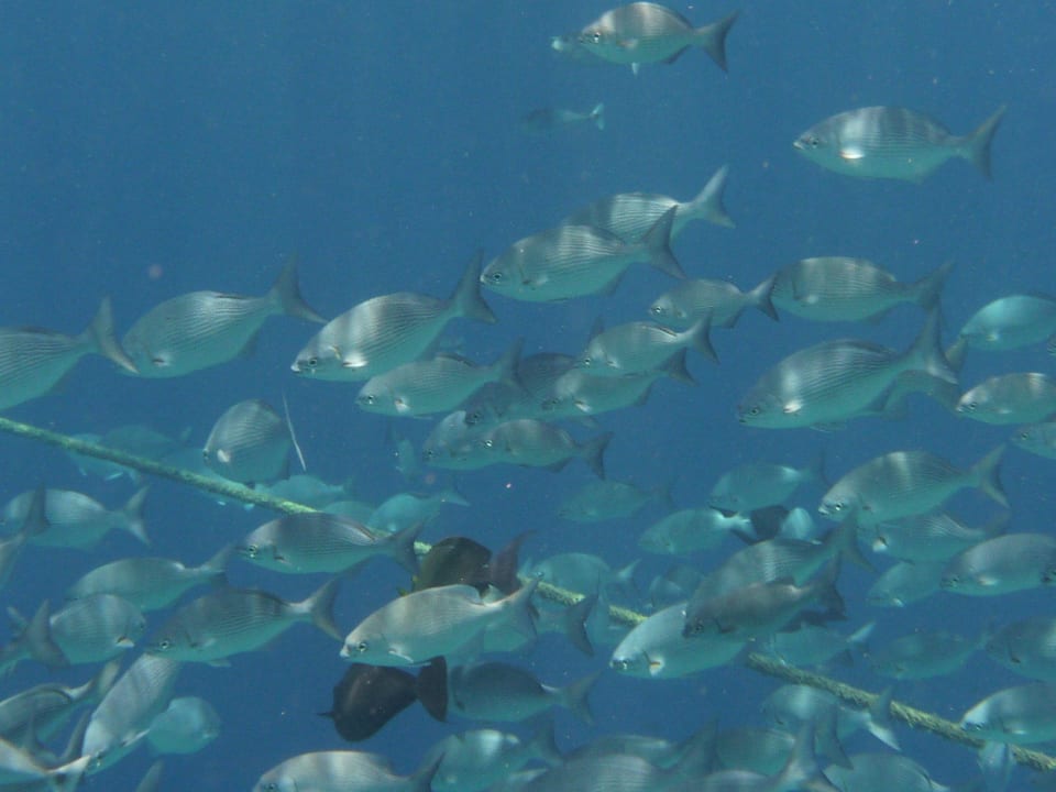 Schnorcheln Biyadhoo Island Resort