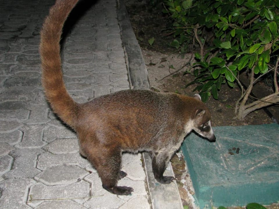Nasenbär Sandos Playacar Beach Resort