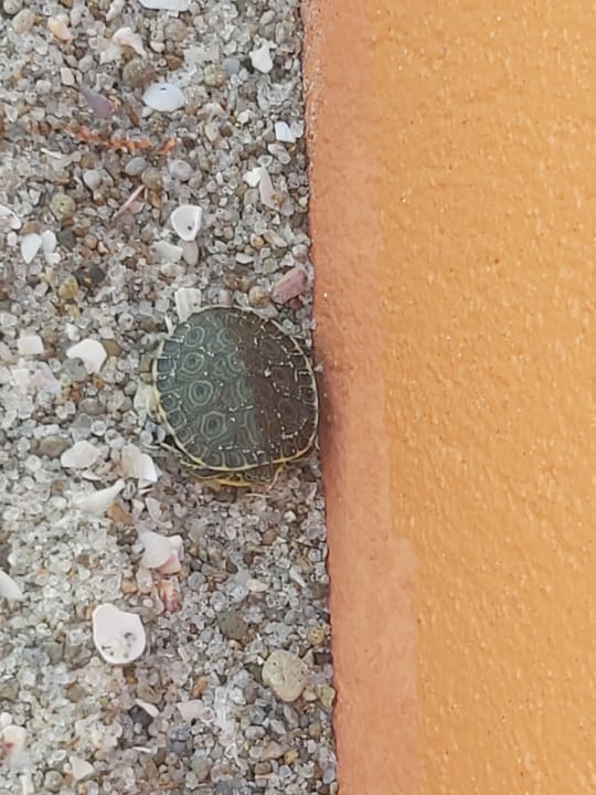 Sonstiges Grand Decameron Panama, A Trademark All Inclusive Resort