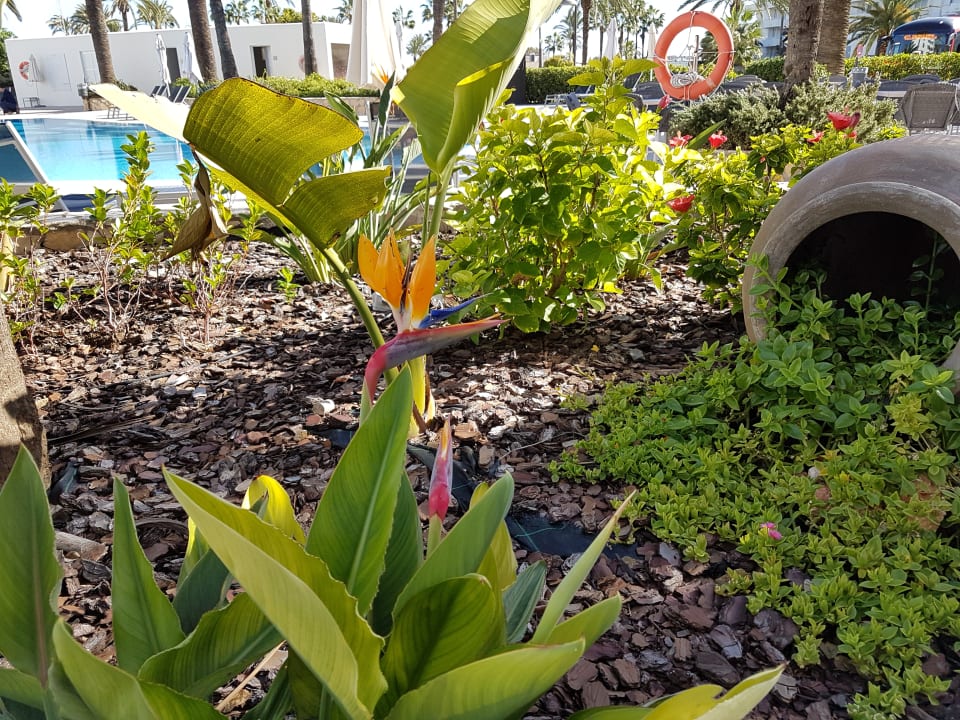 Gartenanlage allsun Hotel Bahia del Este