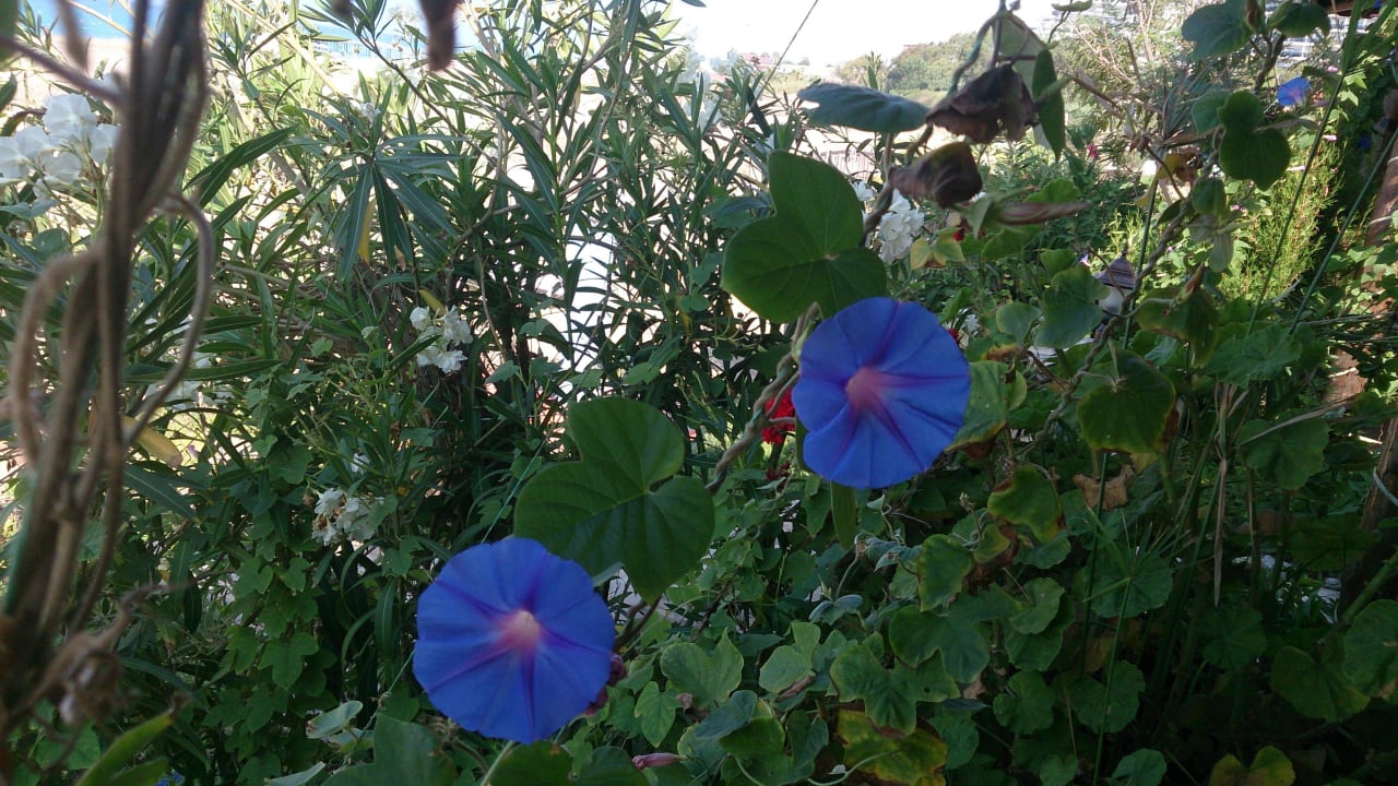 Blumen, die die Farbe wechseln As Queen Beach
