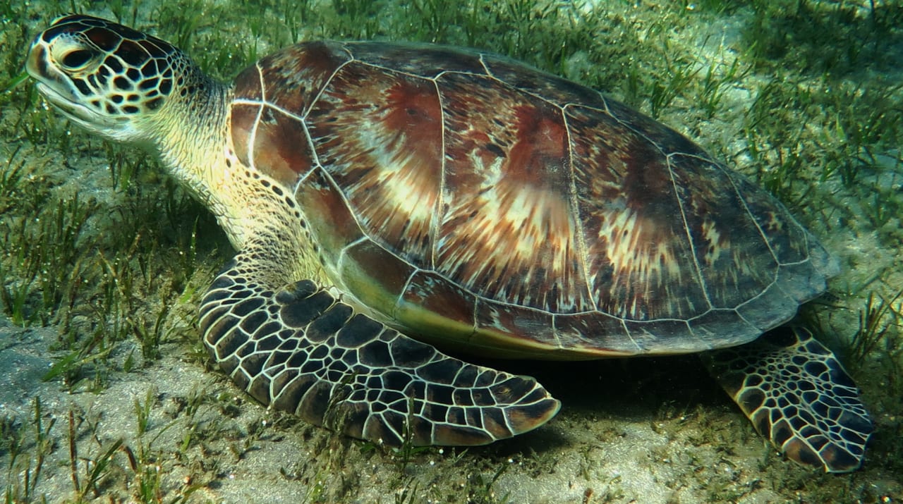 Sport & Frezeit Shams Alam Beach Resort