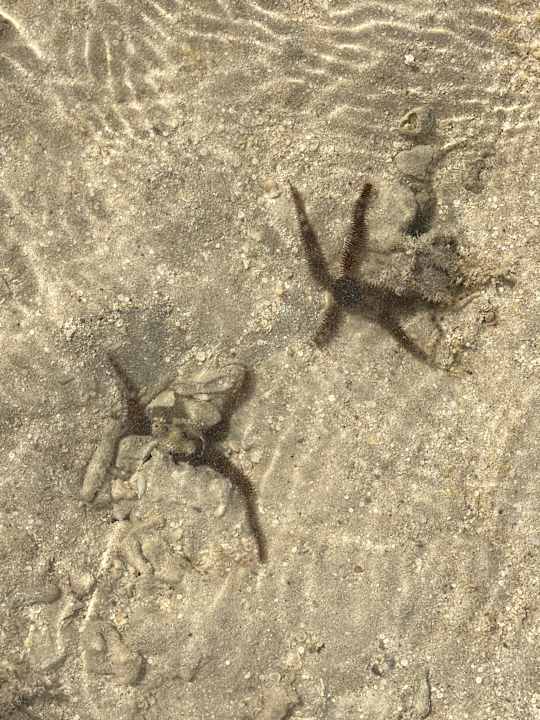 Strand Tropitel Sahl Hasheesh