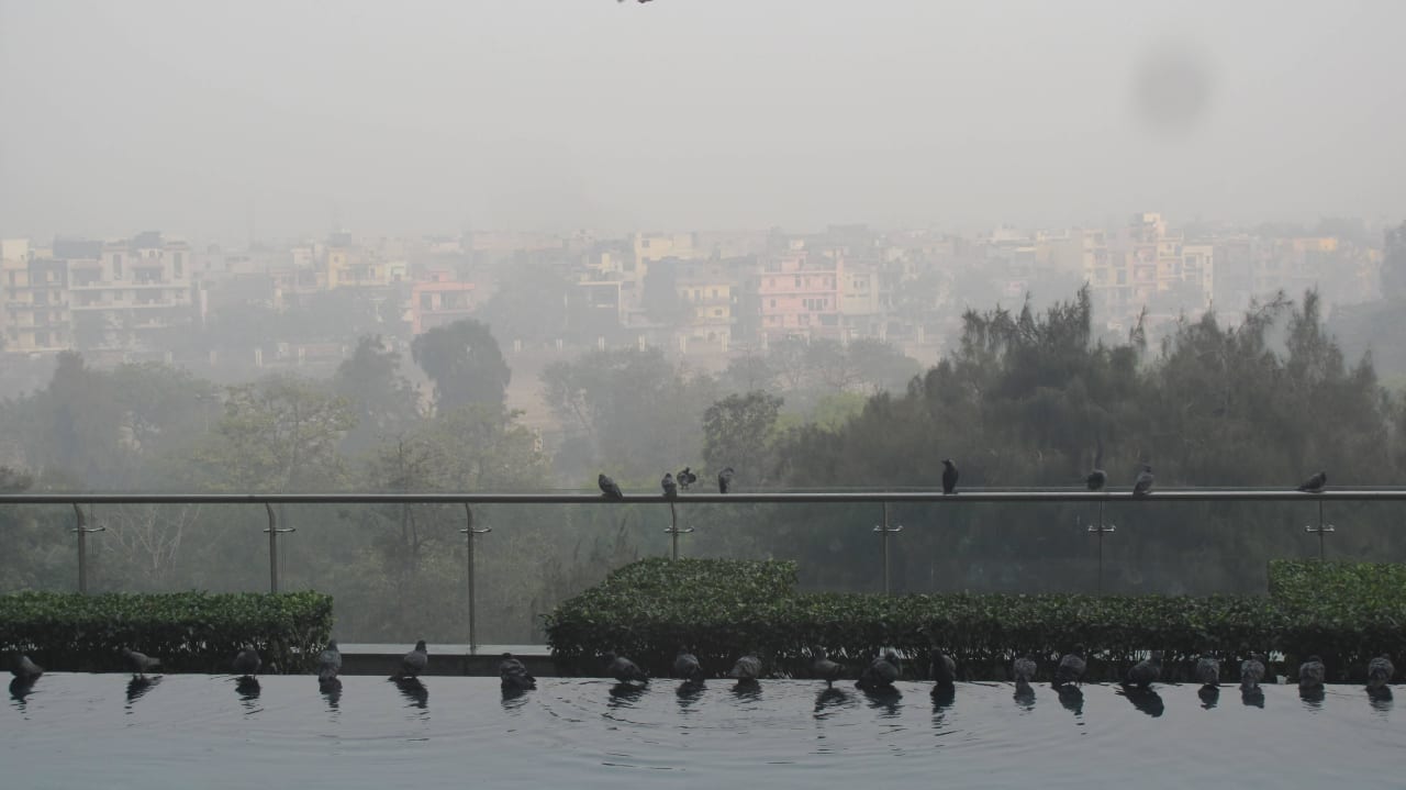Die Tauben... The Leela Ambience Convention Hotel Delhi