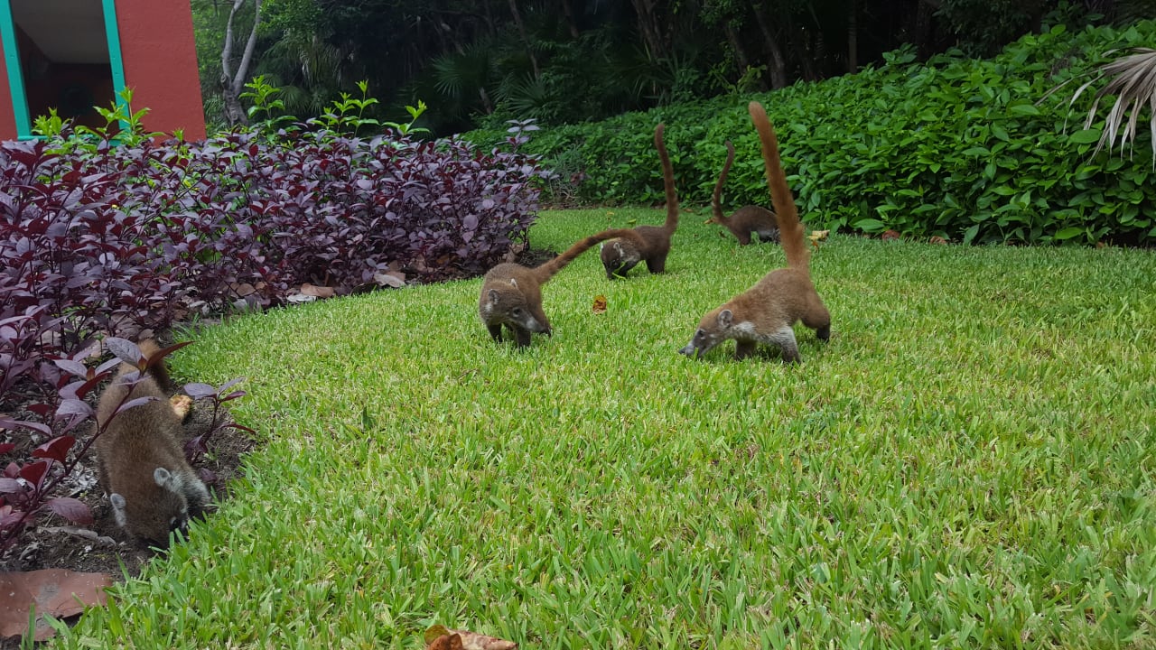 Gartenanlage Catalonia Playa Maroma