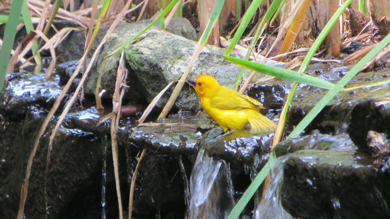 Kleine Webervögel an der Lobby und am Restaurant  Hotel Southern Palms Beach Resort
