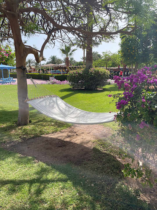 Gartenanlage Desert Rose