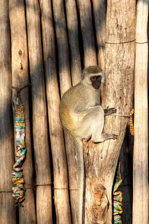 Auch im Camp immer wieder Tiere Ndarakwai Ranch Camp
