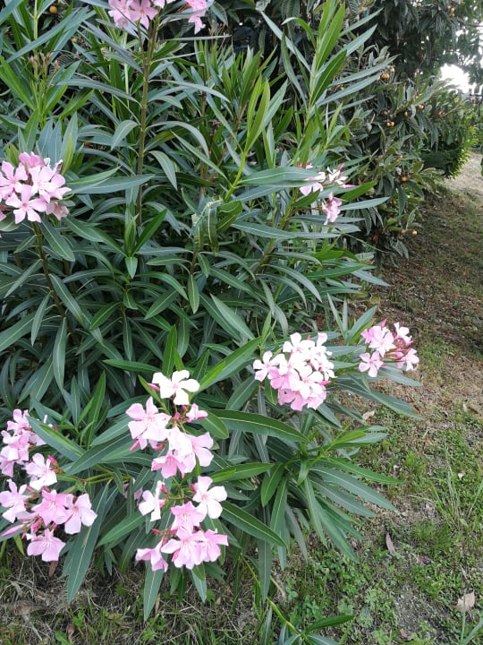 Gartenanlage Village Hotel Lucia