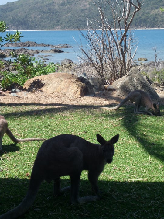 Sonstiges Daydream Island Resort and Spa