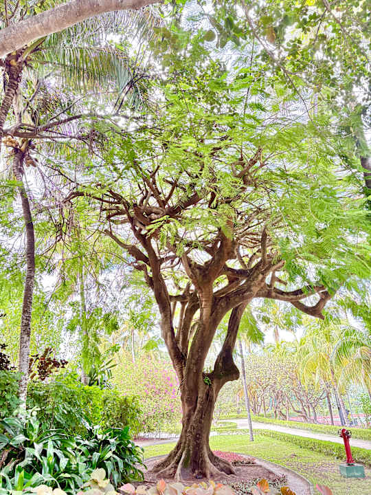 Gartenanlage Adaaran Select Hudhuran Fushi - Premium All Inclusive