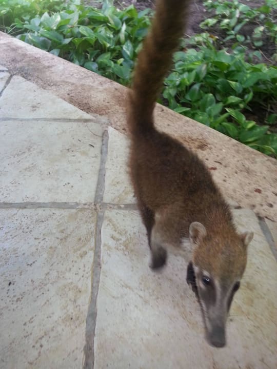 Hotel Catalonia Playa Maroma Catalonia Playa Maroma