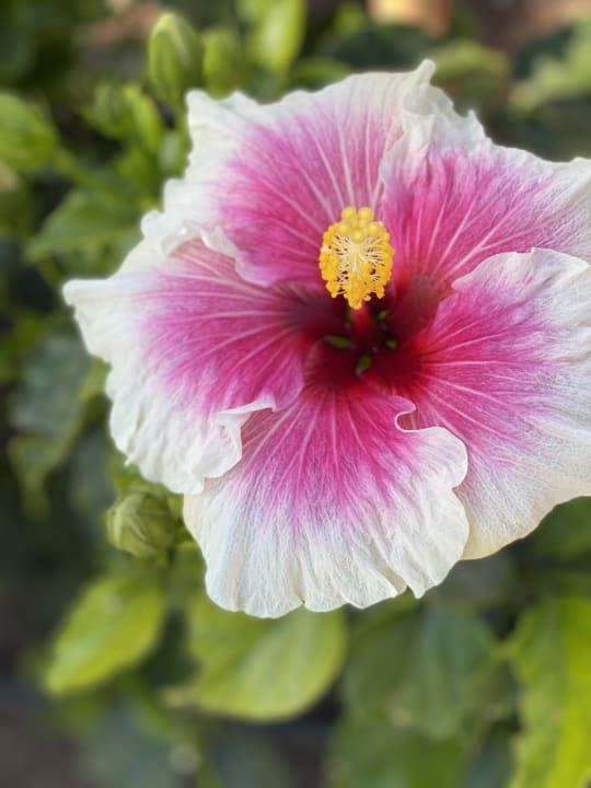 Gartenanlage allsun App.-Hotel Esquinzo Beach