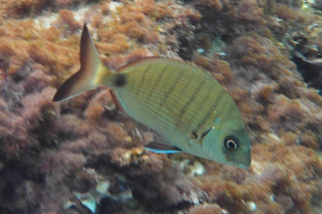 Strand Iberostar Waves Pinos Park
