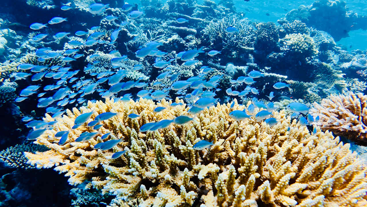 Sport & Freizeit Machchafushi Island Resort & Spa Maldives, The Centara Collection