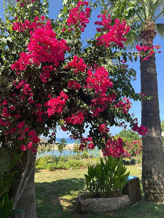 Gartenanlage Crystal Springs Beach Hotel