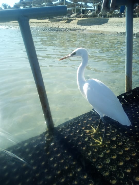 Strand Steigenberger Coraya Beach - Adults only