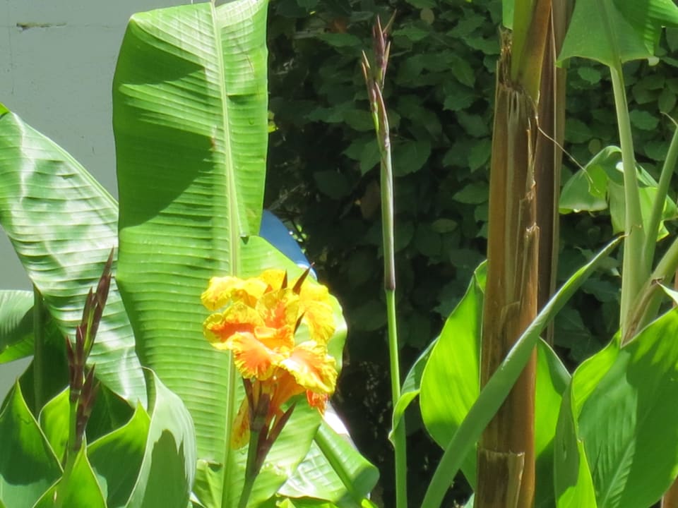 Herrliche Blüte Crystal Paraiso Aqua Collection