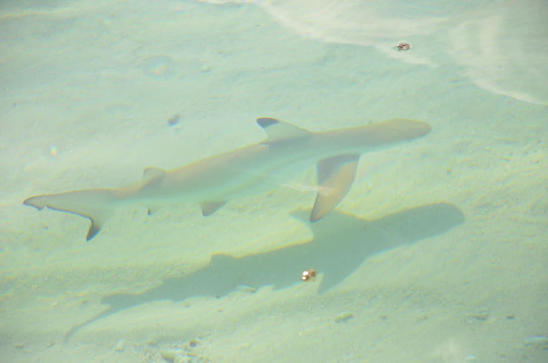 Riffhai NAKAI Maayafushi Resort