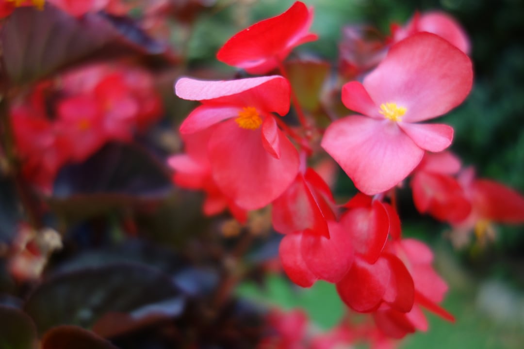 Sonstiges Lago Garden