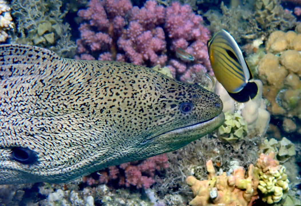 Sport & Freizeit Utopia Beach Club