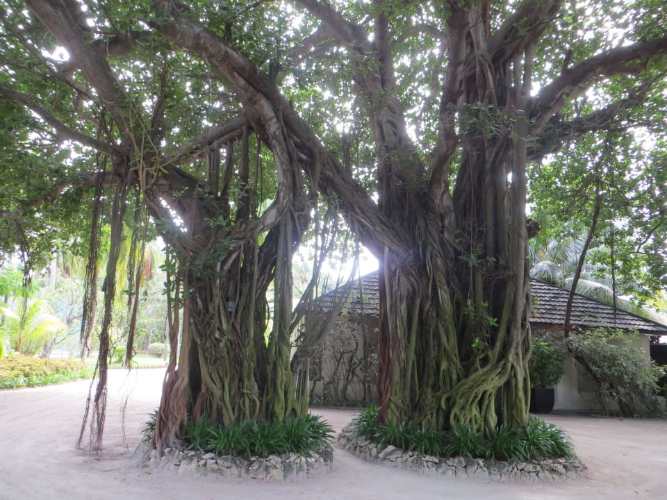 Wunderschöner Baumbestand hinter der Rezeption Adaaran Select Hudhuran Fushi - Premium All Inclusive