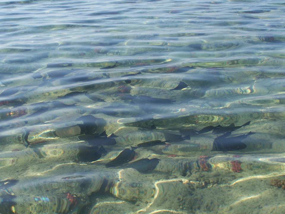 Fische Pensée Royal Garden Beach Resort