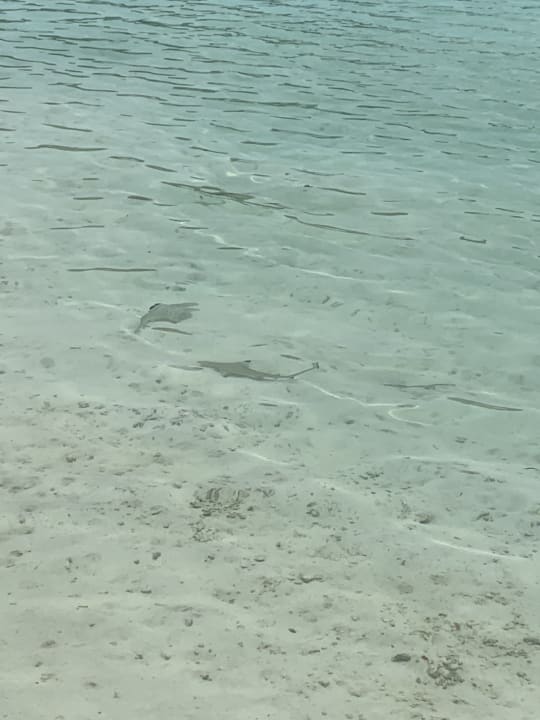 Strand Cinnamon Dhonveli Maldives