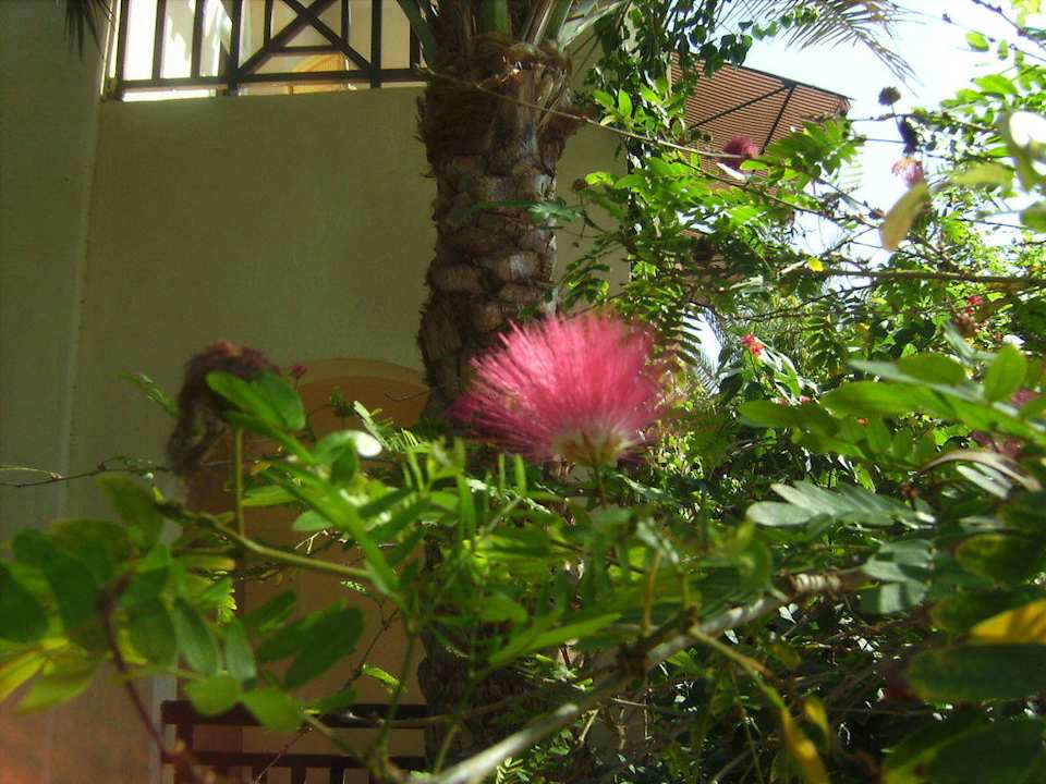 Schöne Blume The Grand Hotel Sharm El Sheikh