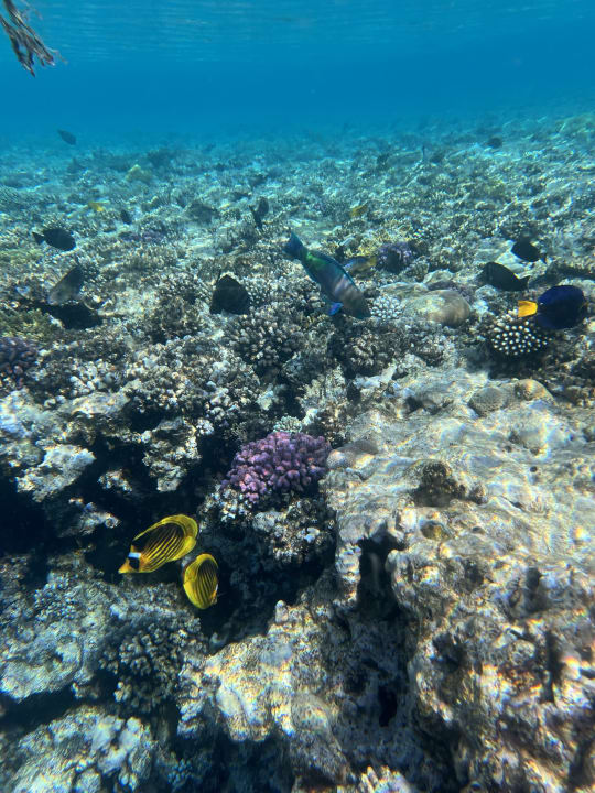 Strand Makadi Spa - Adults only