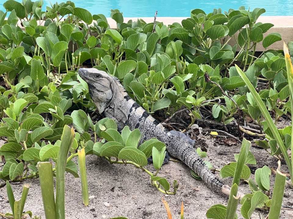 Gartenanlage Akumal Bay Beach & Wellness Resort