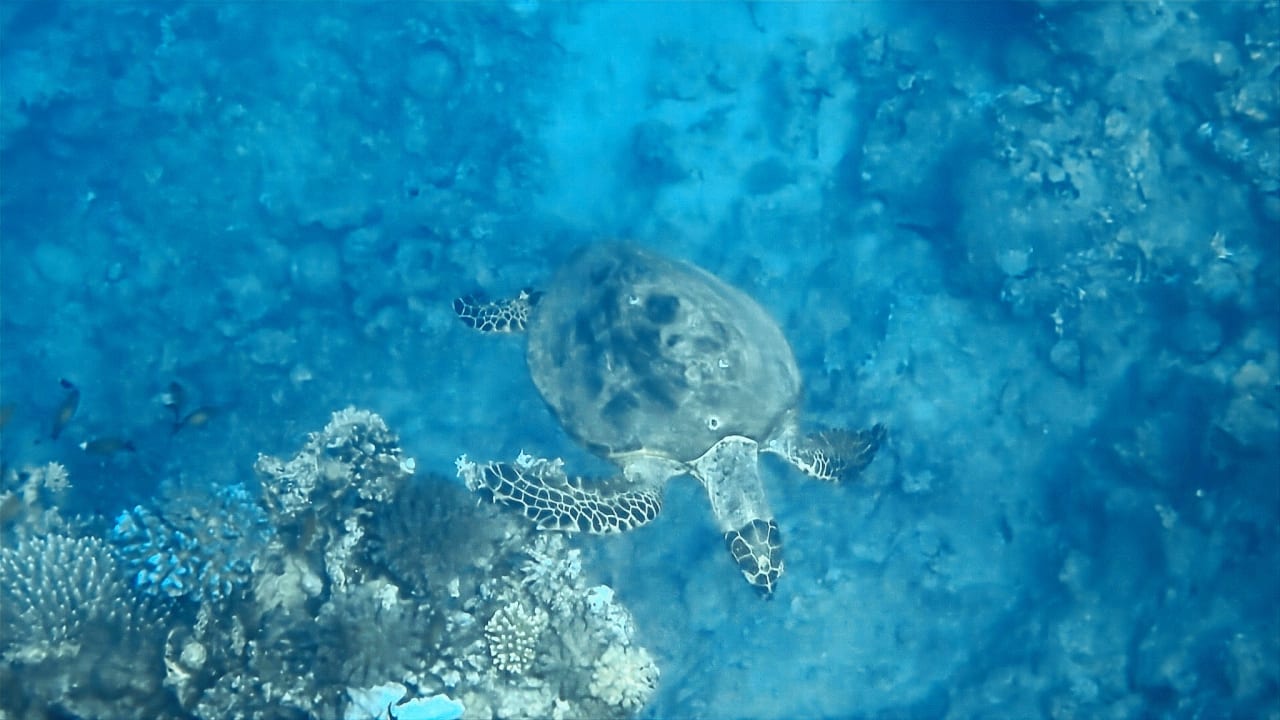 Strand Steigenberger Resort Alaya Marsa Alam - Red Sea - Adults only