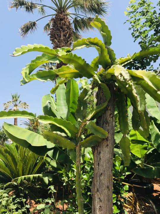 Gartenanlage Phãea Cretan Malia