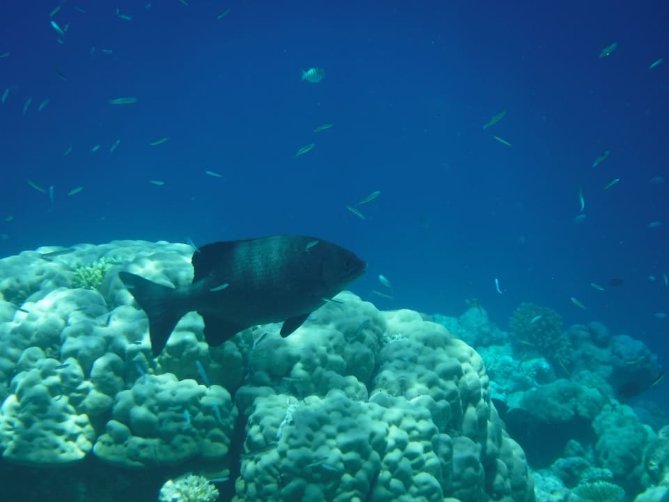 Sport & Freizeit NH Collection Maldives Havodda Resort