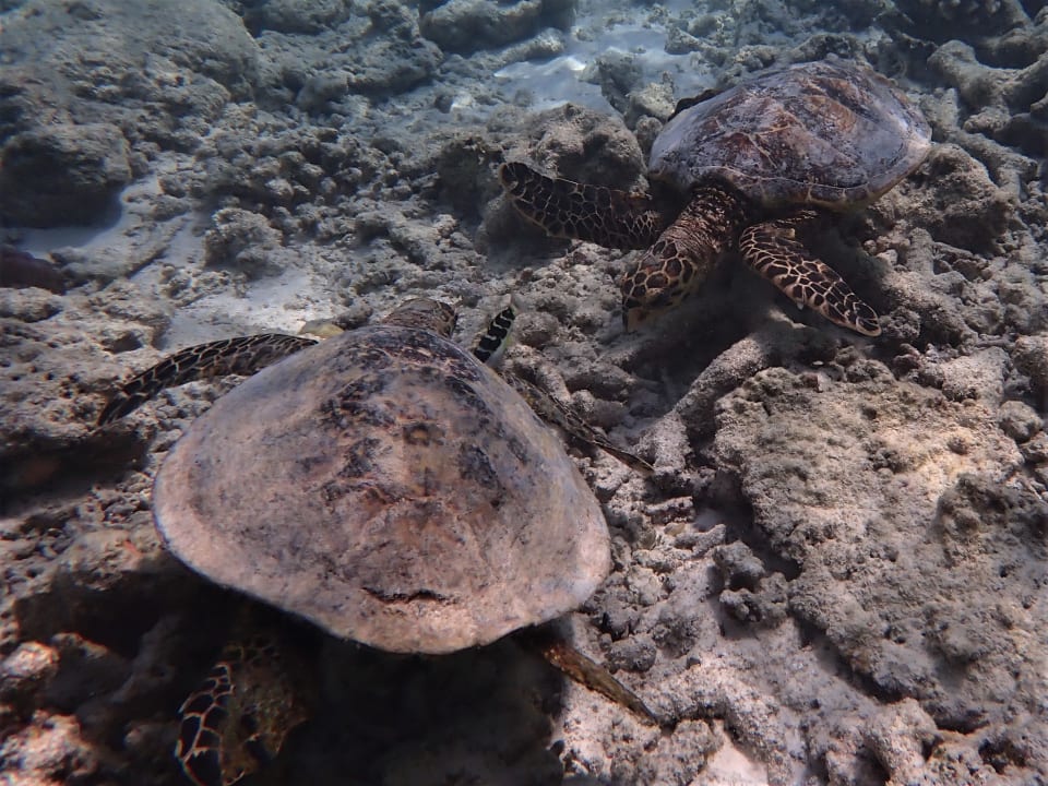 Sport & Freizeit NH Collection Maldives Reethi Resort