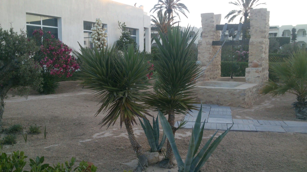"Wüstenblüher" Djerba Sun Beach Hotel & Spa