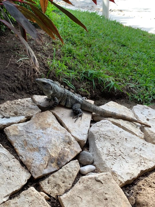 Gartenanlage Akumal Bay Beach & Wellness Resort