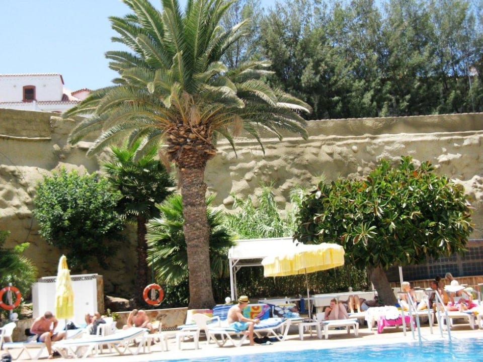 Gummibäume am Pool Hotel Europalace