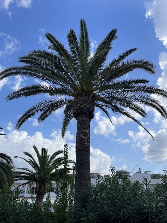 Gartenanlage Hotel Eva Bay