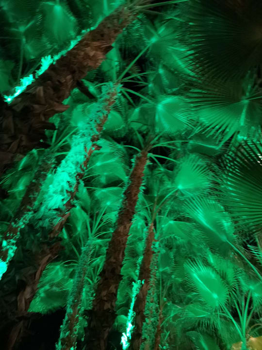 Gartenanlage Dizalya Palm Garden