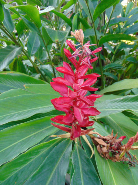 Gartenanlage Canalis Suvarnabhumi Airport Hotel