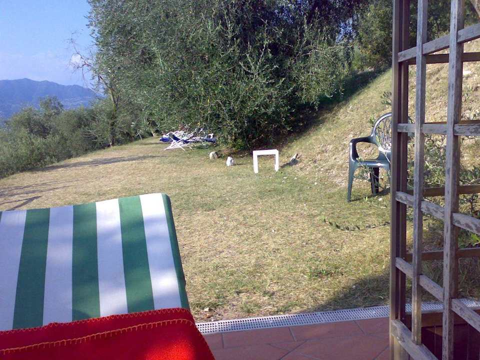 Teil der Liegewiese am Pool Hotel Monaco Tiziana