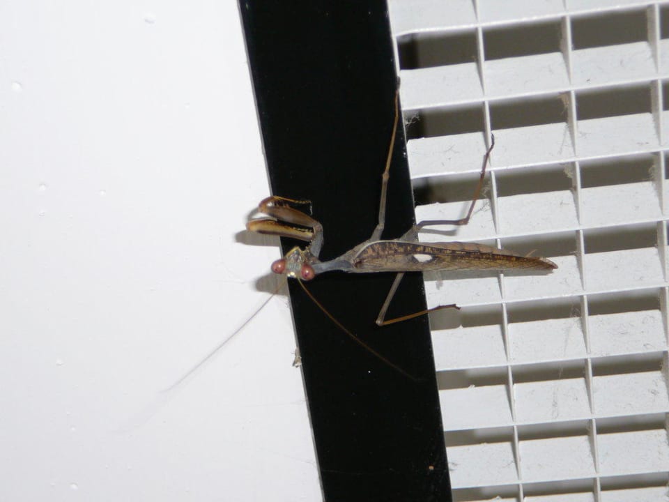 Gottesanbeterin Hotel Zafiro Alzinar Mar