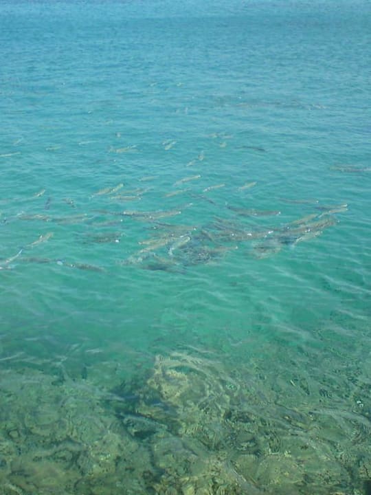 Geht auch ohne Urlauber Beach Albatros Resort