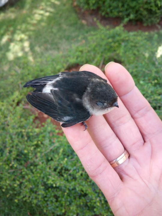 Gartenanlage Wyndham Alltra Samana