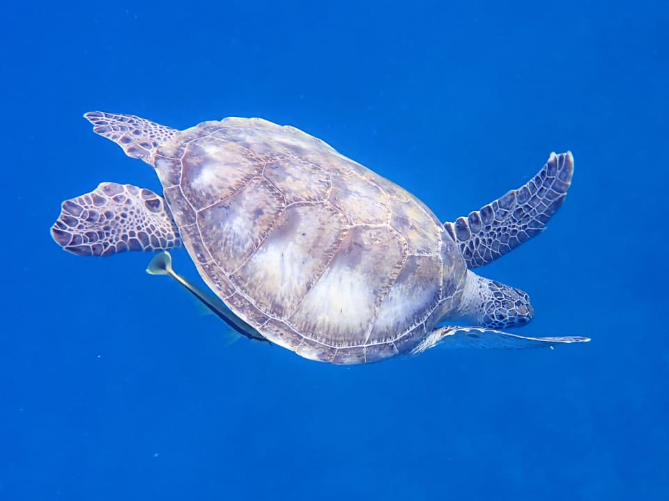 Strand Three Corners Equinox Beach Resort