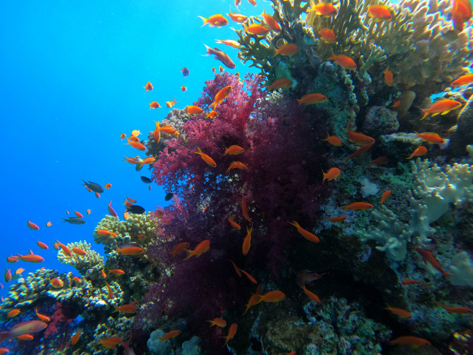 Sport & Freizeit Jaz Makadi Oasis Resort